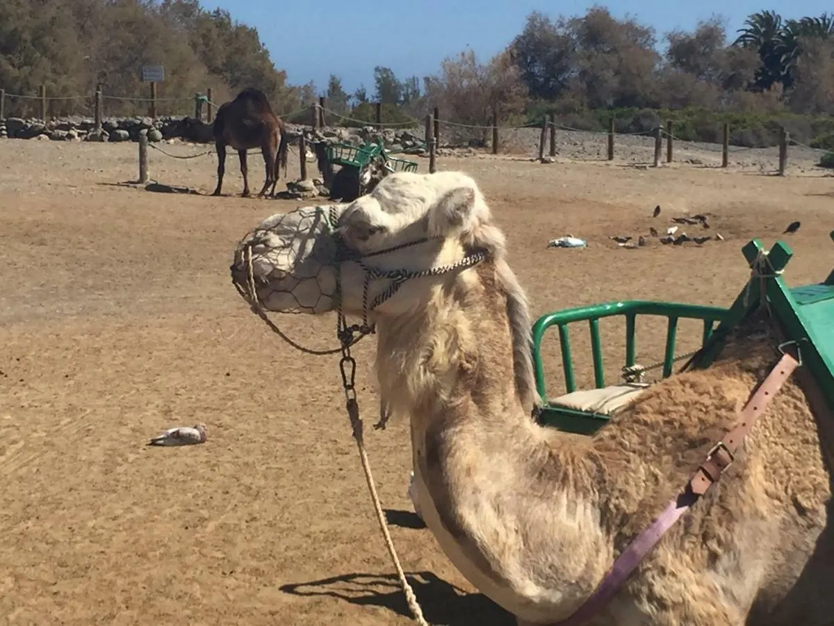 Dunaflor Verde Appartamento Maspalomas  Spagna